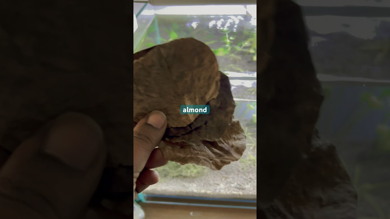 Adding INDIAN ALMOND LEAF in BETTA FISH nano planted tank | full moon betta fish tank #shorts
