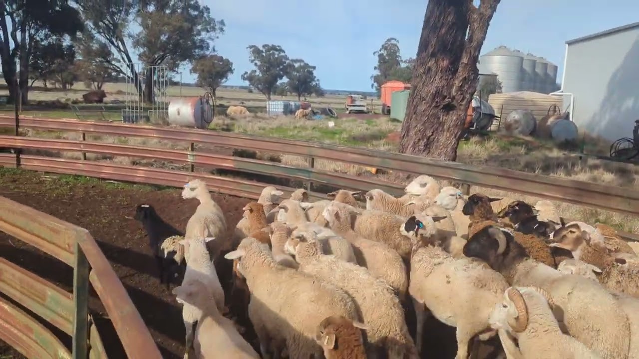 Damara Flock update!