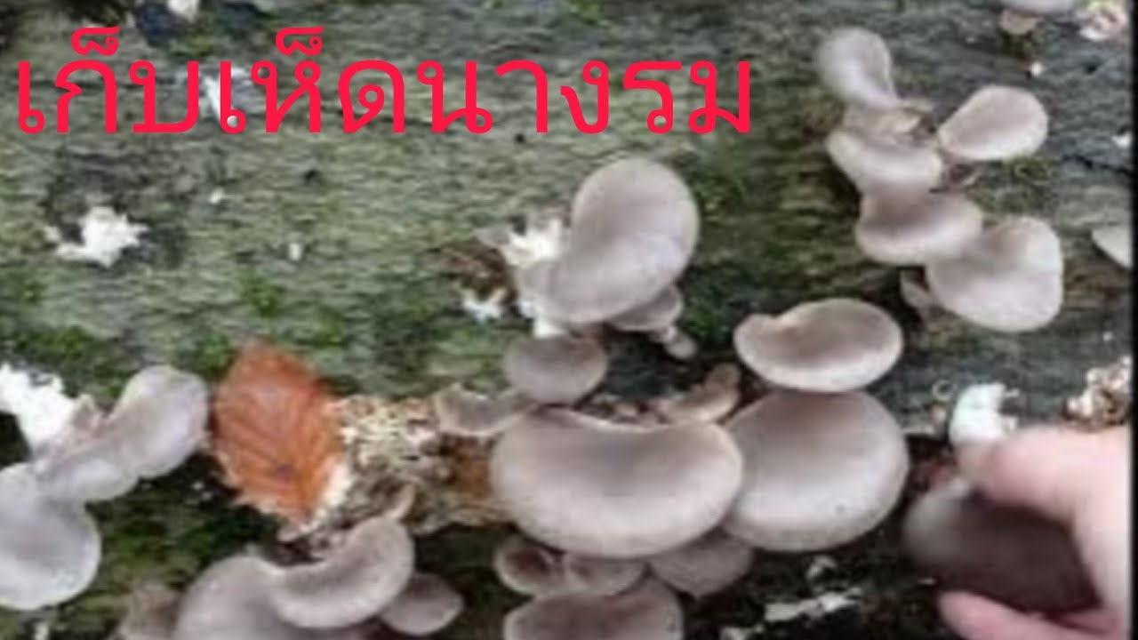 เก็บเห็ดนางรมควันหลงปีใหม่#เห็ดนางรม 