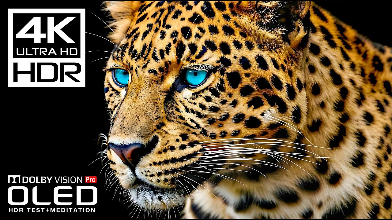 Amazing 4K HDR Dolby Vision (60fps 4K Video)