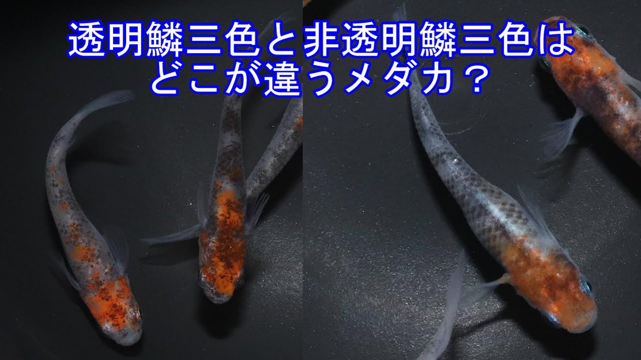 透明鱗三色と非透明鱗三色はどこが違うメダカなのか解説します！