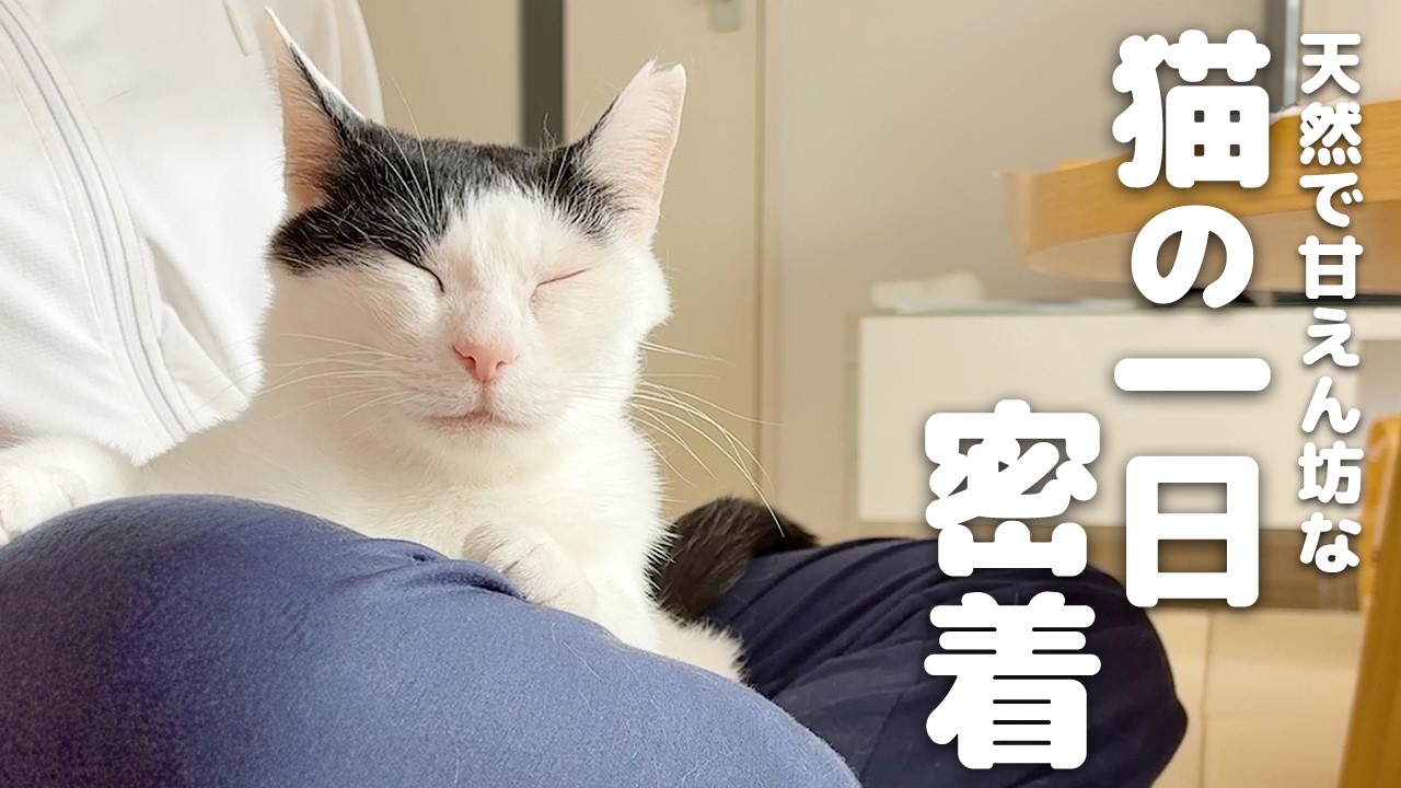 天然すぎる猫の一日に密着してみたら癒しが止まらなかったｗ