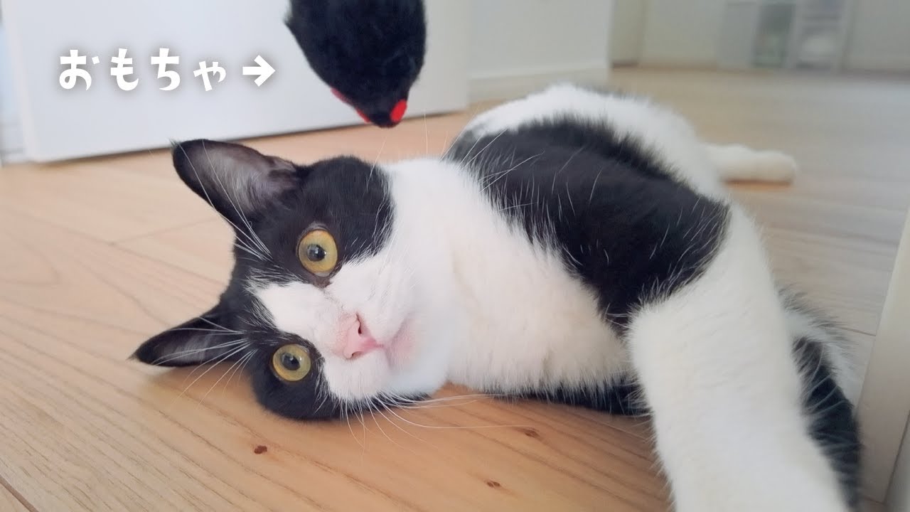 仲良し兄弟猫と遊んで癒やされる、やさしい休日の午後