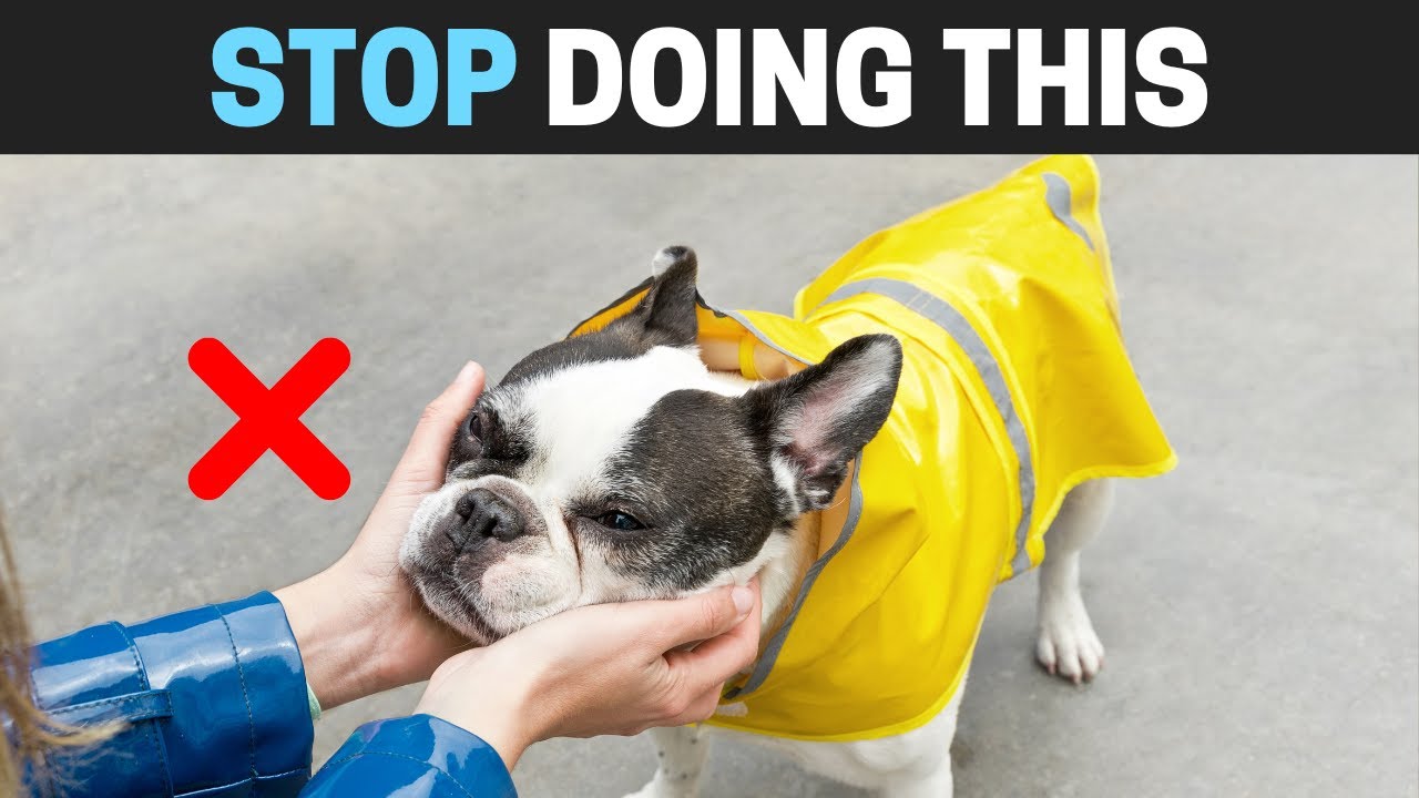 7 Mistakes that Shorten your French Bulldog's Life