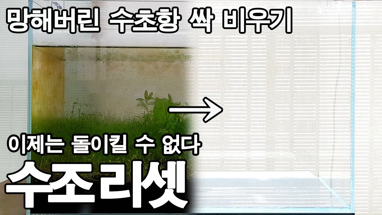 망한 수초어항 리셋하기 - Planted tank reset