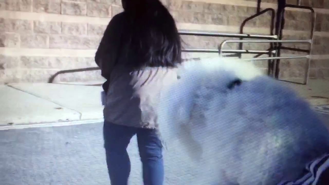 I take my puppy to grooming USA