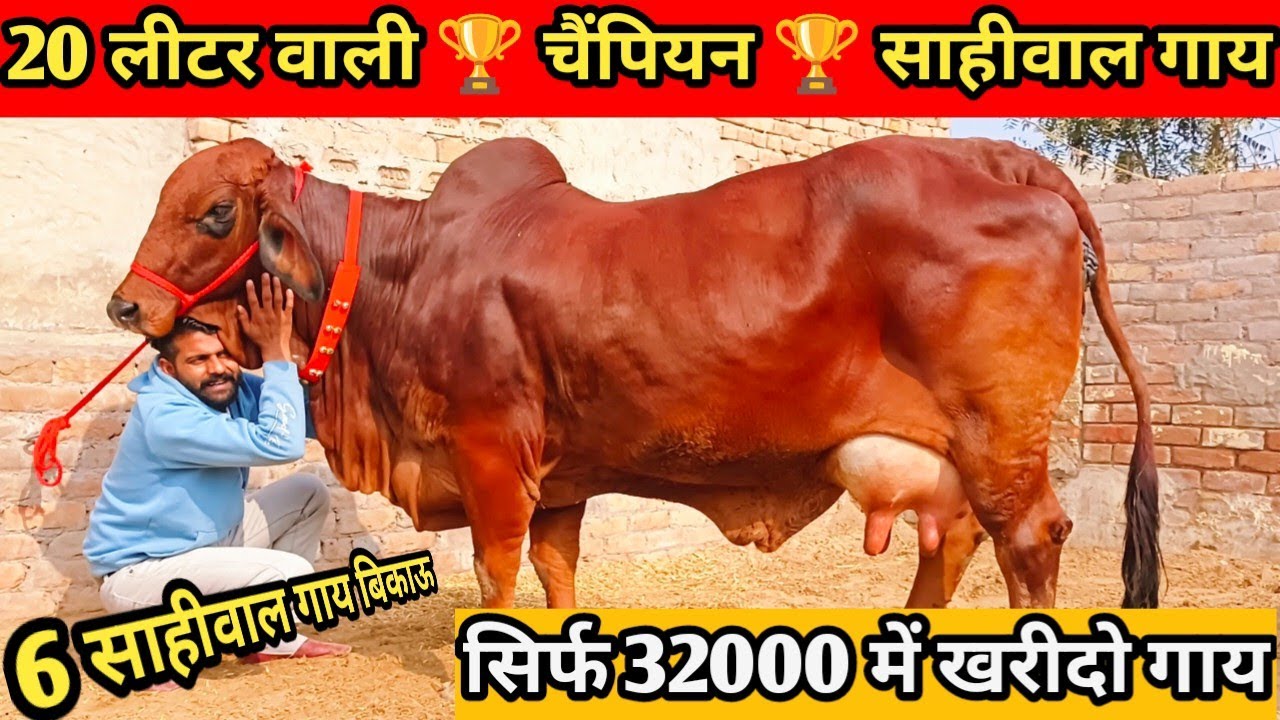 आज खरीदो सुपर से ऊपर 20 किलो दूध वाली 🏆 चैंपियन 🏆 साहीवाल गाय। 6 Cow 👍Original Sahiwal Cow For Sale
