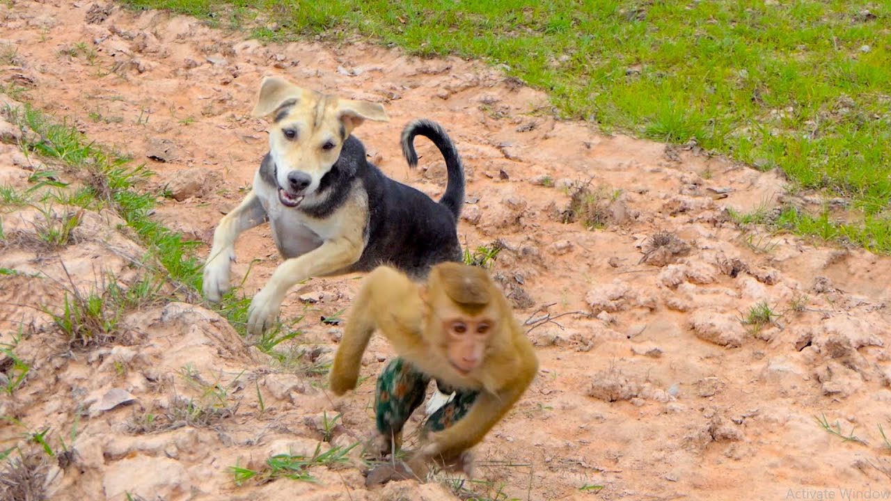 Wow ! Most Fun Video, Rott , Scott And SokYaa Doing More Funny In The Field, Viral Life