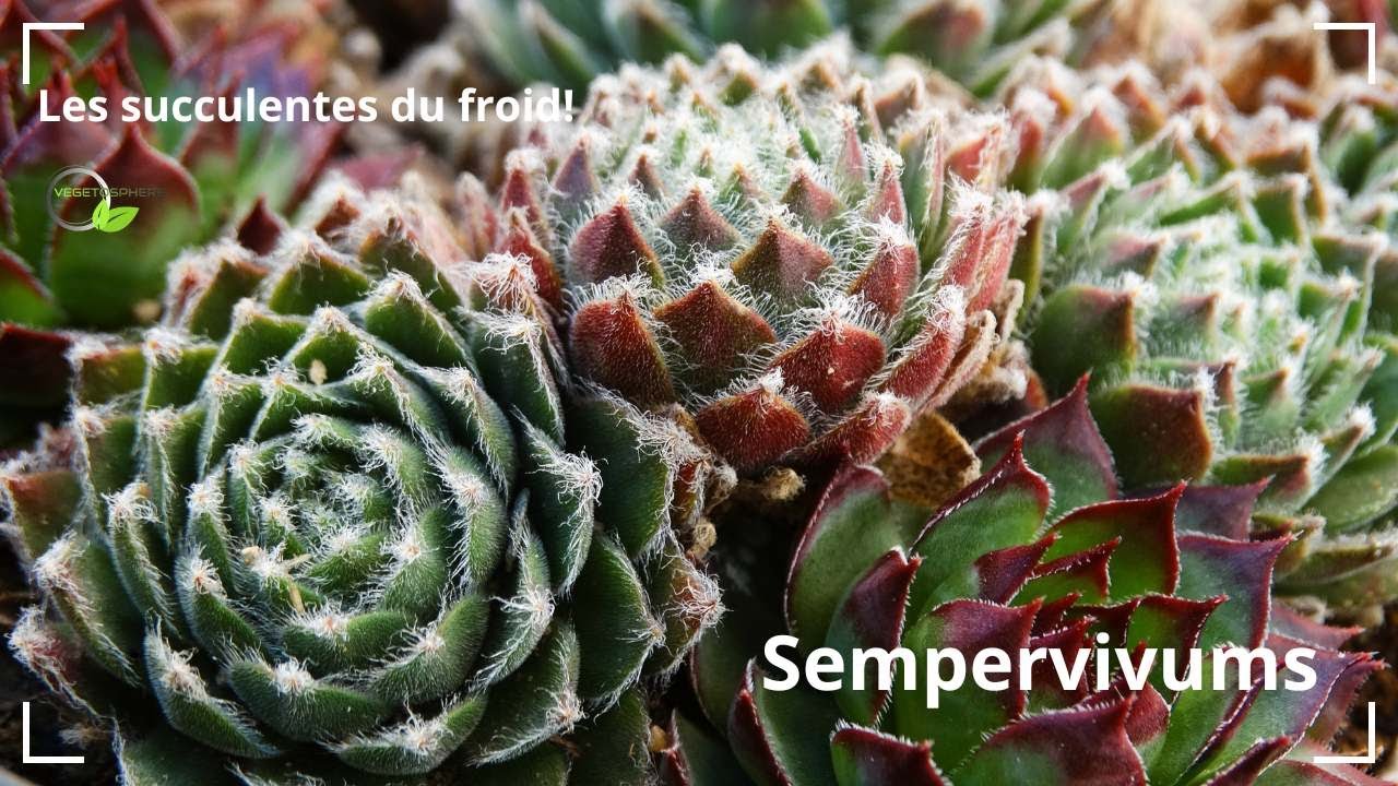 Ces succulentes du froid! #vegetosphere #sempervivum #vivace #succulentes #succulent #succulents
