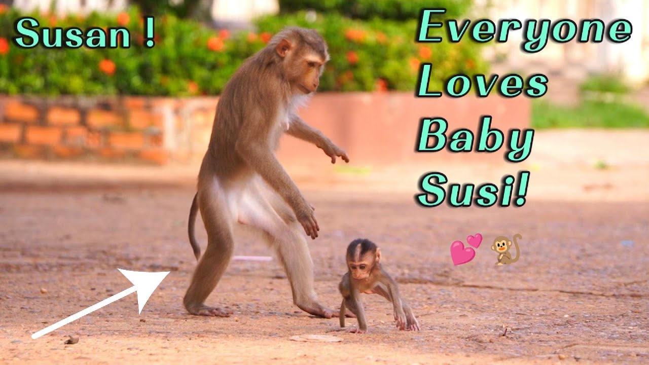 Baby Monkey Susi Loved by All!  Mama Susan&rsquo;s Little Star Playing Happily with Friends