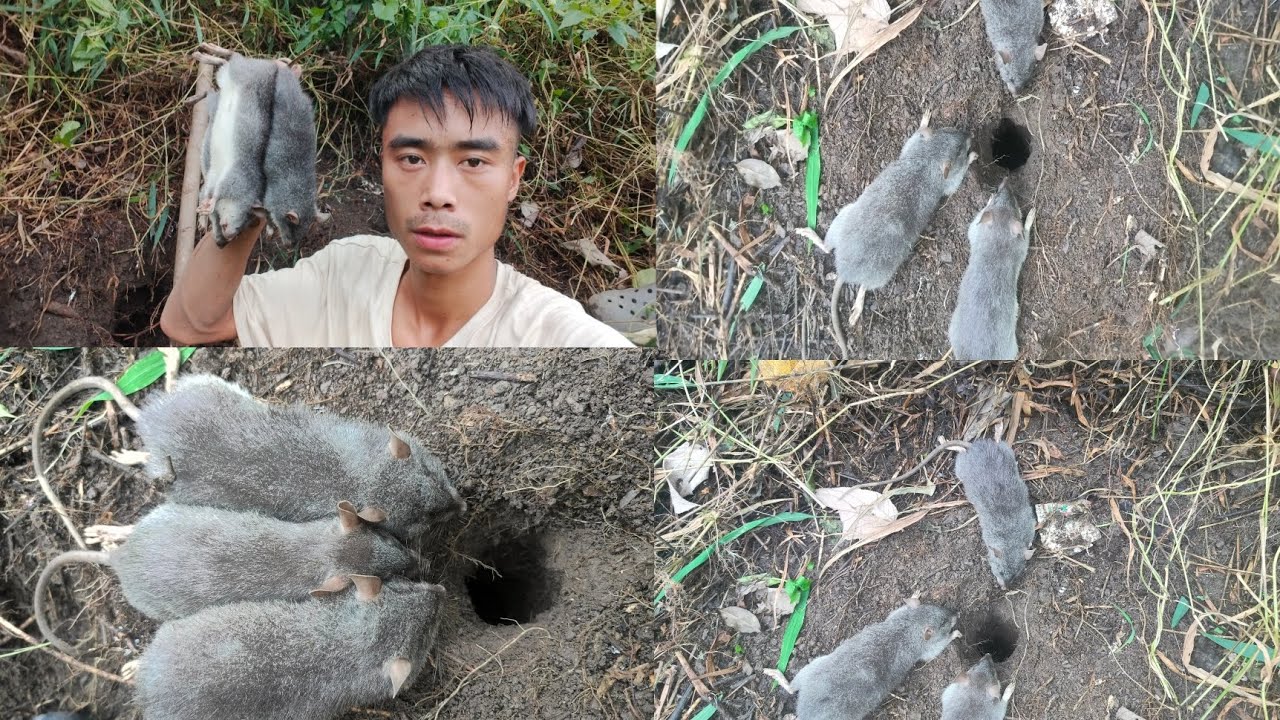 Catching the rats/ Naga traditional lifestyle/@ThongoAKonyak