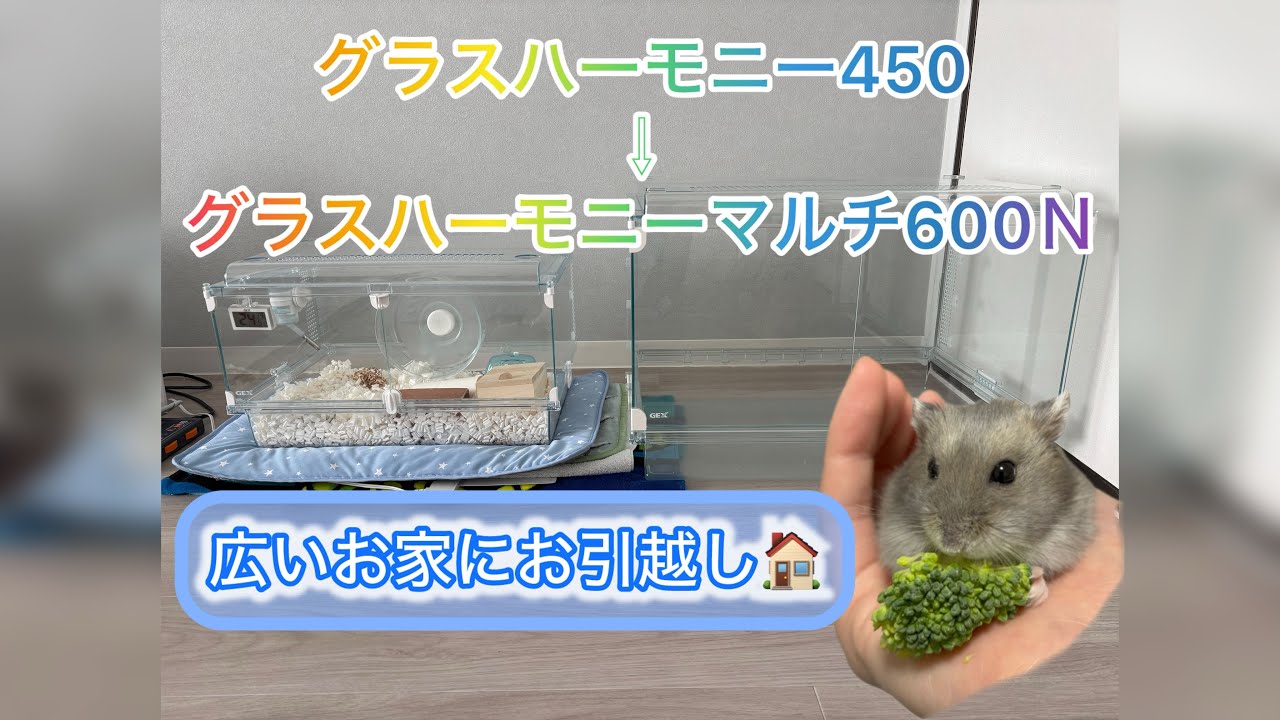 【グラスハーモニーマルチ600N🐹】広いお家にお引越ししました🎉✨
