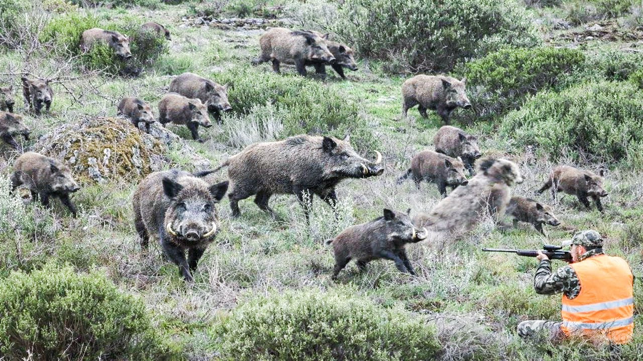 Schwere Waffen im Einsatz: Eine nervenaufreibende Wildschweinjagd