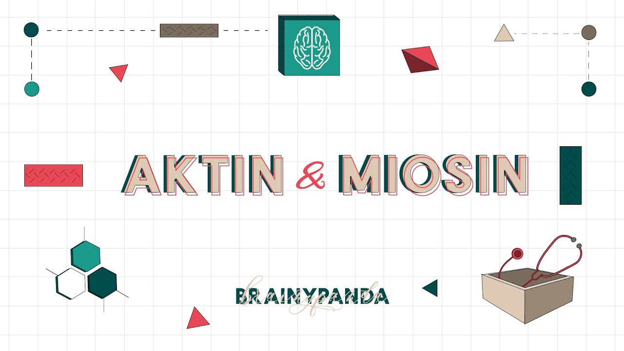Mekanisme Kerja Otot (Aktin & Miosin) | Ilmu Biomedik Dasar | Brainy Panda