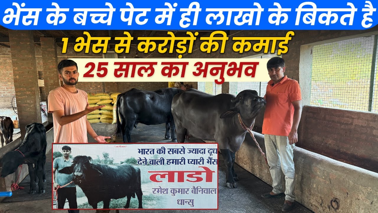 1Murrah भैंस से DairyFarm Business करोड़ो Kamai,कैसे करे दूध Dairy,Lakho के कटड़ा कटड़ी बेचे 