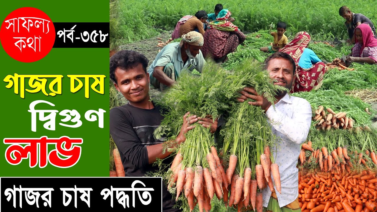 গাজর চাষে দ্বিগুন লাভবান কৃষক | গাজর চাষ পদ্ধতি | Carrot Farming In Bangladesh - Safollo Kotha