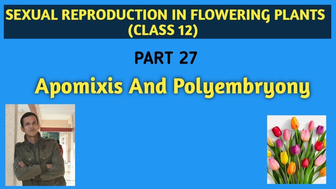 #Sexualreproductioninfloweringplants  Apomixis and Polyembryony