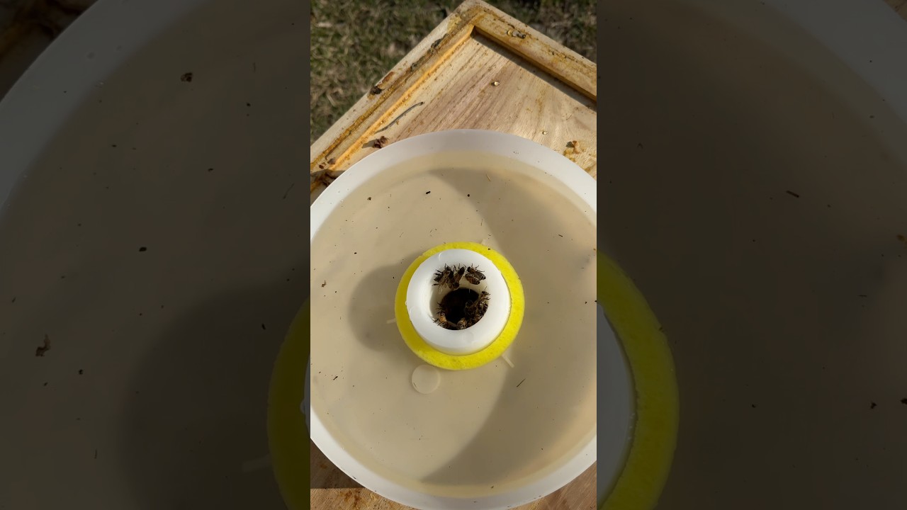 Different types of bee feeders Pt.4: Affordable Top Feeder #beekeeper #bees #beekeeping #sugarsyrup