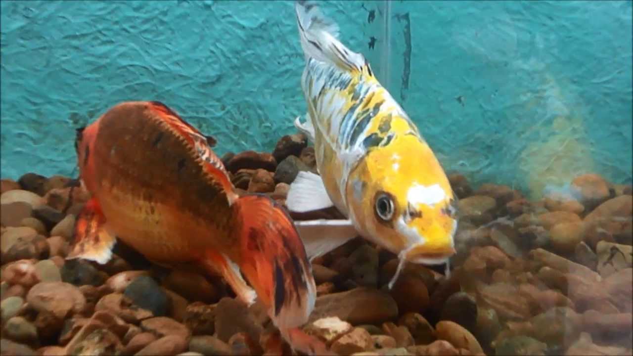 Carpas Veu e Carpas KOI &eacute; na Lago Peixe