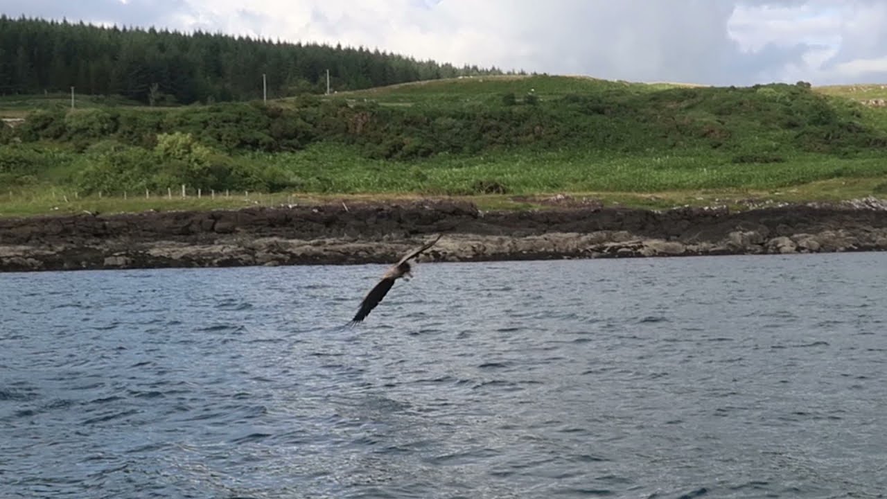 Sea Eagles in the Sound of Mull