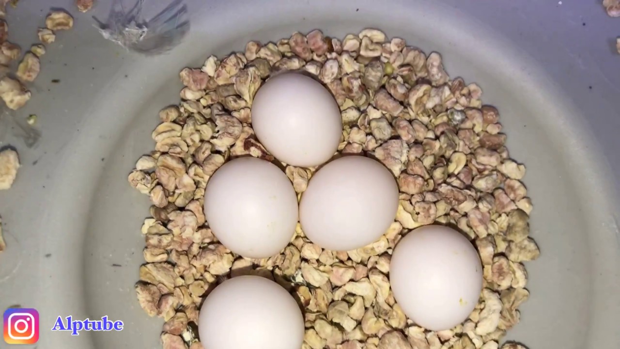 Baba Lutino Kırmızı Göz ve Yavruları / Muhabbet Kuşu Bebekleri