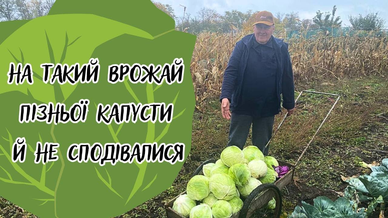 На такий врожай пізньої капусти й не сподівалися!