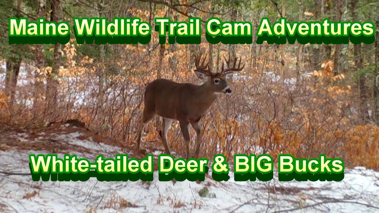 Maine Wildlife Trail Cam Adventures ~ White-tailed Deer and Big Bucks