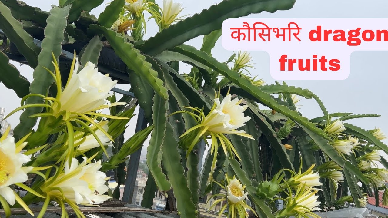 मेरो कौसिबारिमा dragonfruit यस्तो मज्जाले फुल्यो आहा! This is my first video in my youtube channel.