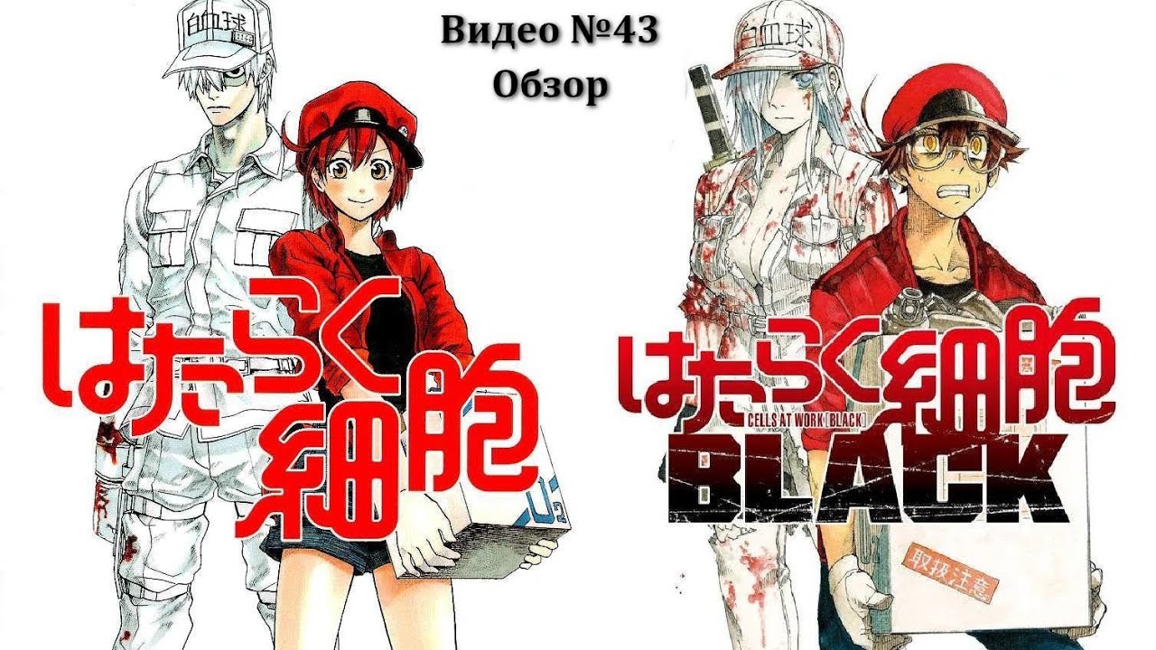 Видеообзор: Hataraku Saibou 2 & Black (Два в одном)