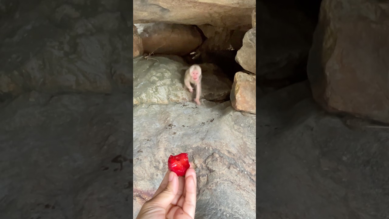 The baby monkey saw the food and ran out of its cave.