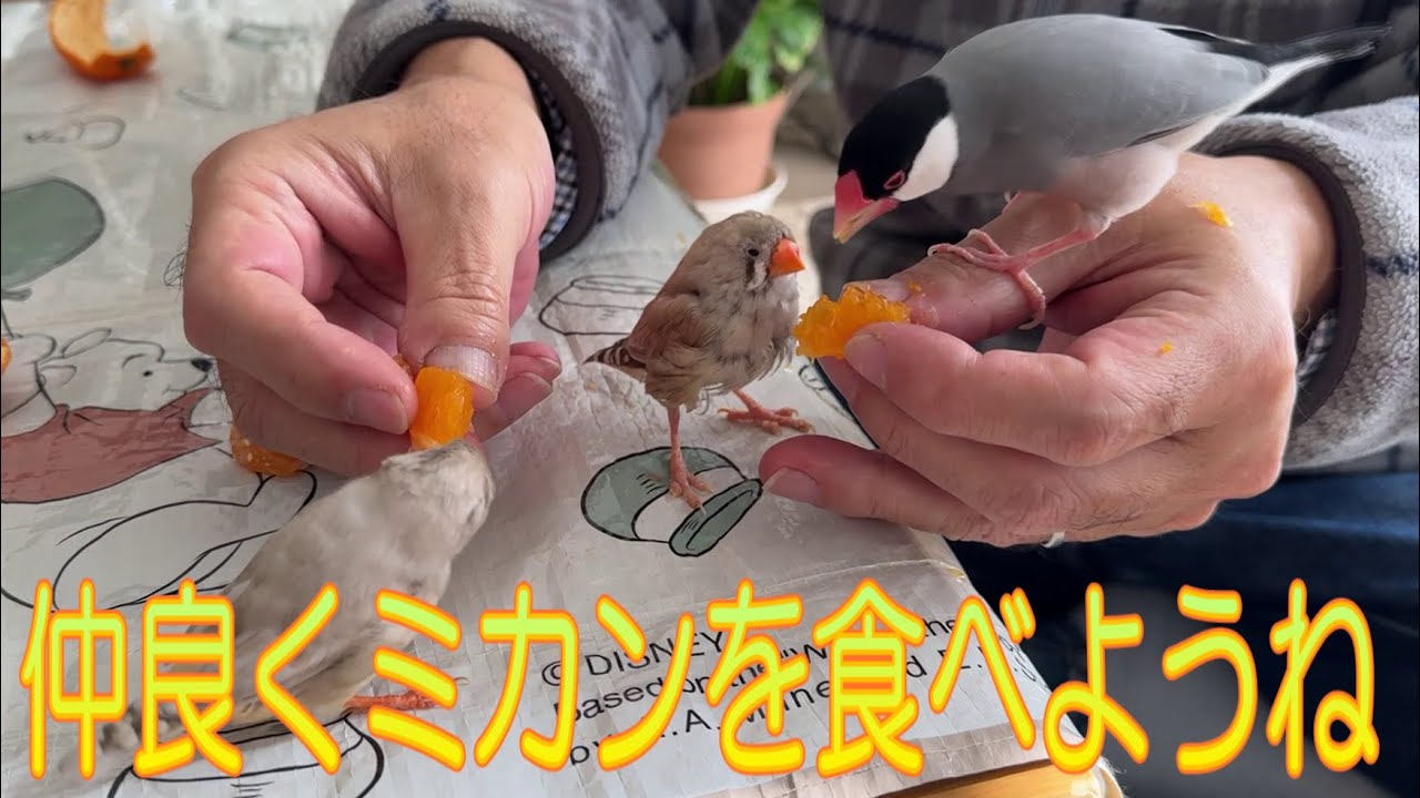 2026.1.23個性豊かにミカンを食べる小鳥たち Small birds eating mandarin oranges with their own unique personalities