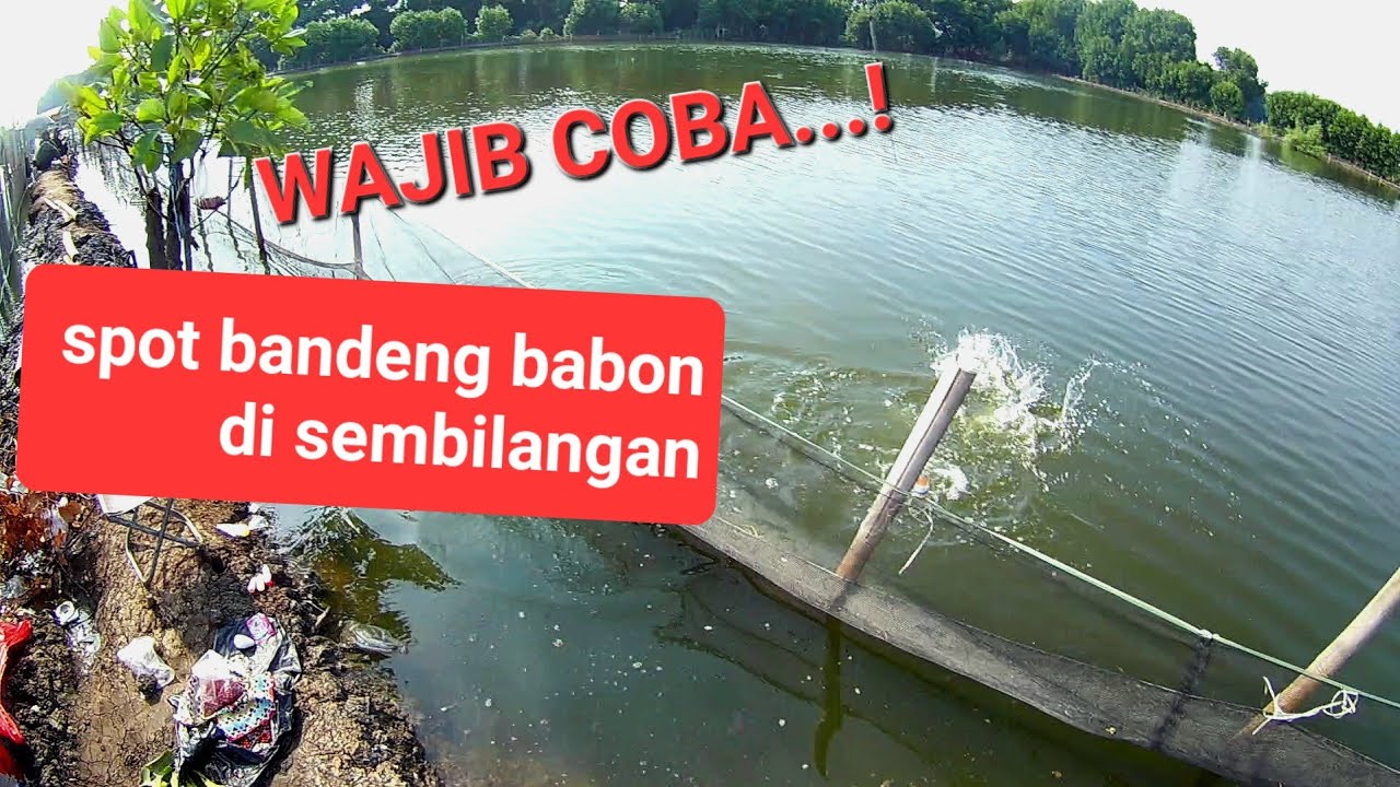 Wajib coba! Mancing di tambak sembilangan bandengnya monster babon