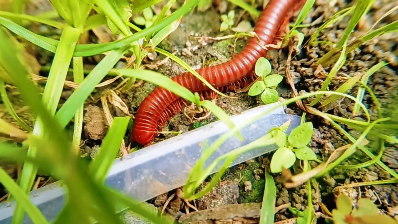 Rise and Shine: A Day in the Life of a Red Millipede,