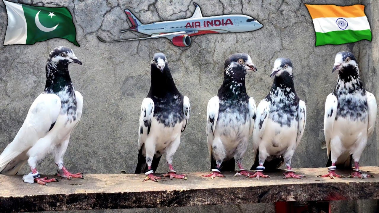 Pakistani Teddy Pigeons in India 🇵🇰✈️🇮🇳 | Ch Sakhi Muhammad Bhatti Pigeons