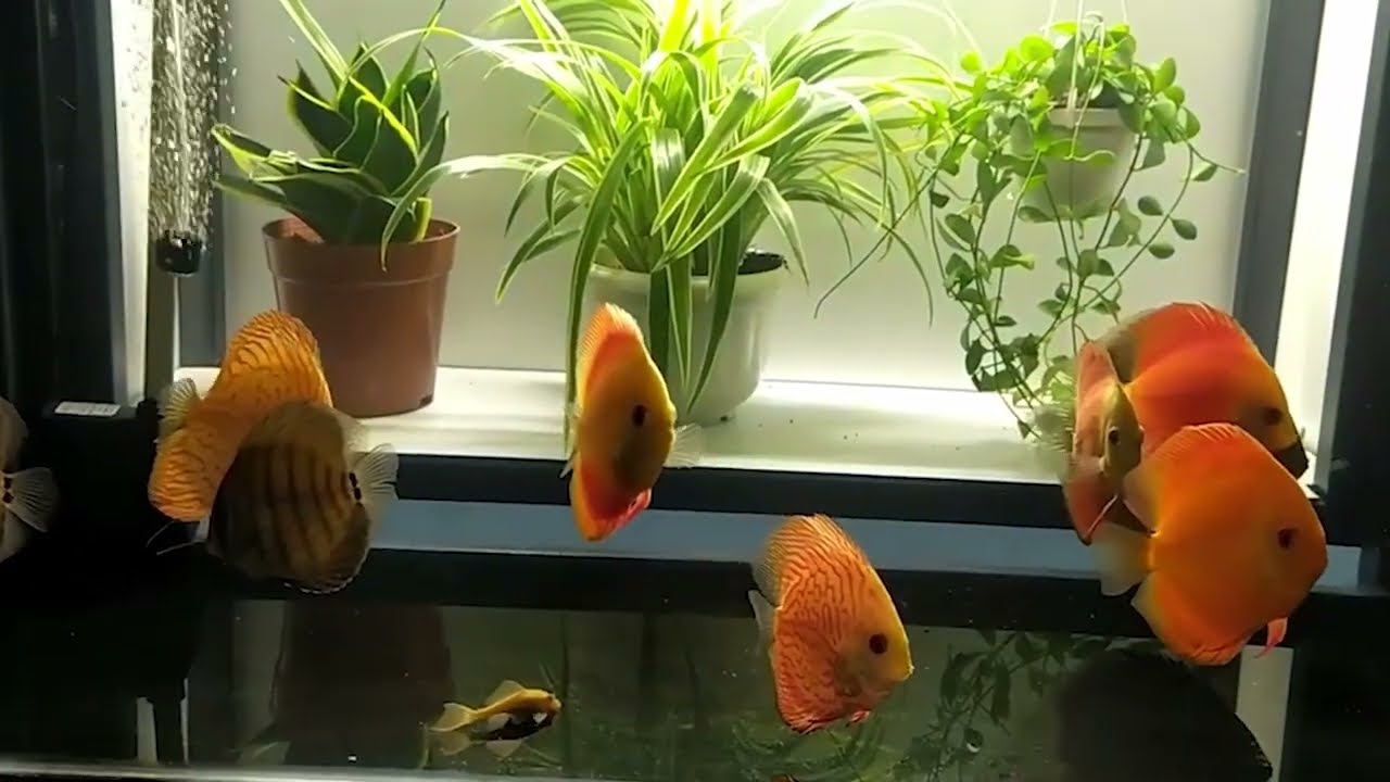Cá Đĩa ăn gì?  Cách nuôi? Giá bao nhiêu tiền? Mua, Bán ở đâu?