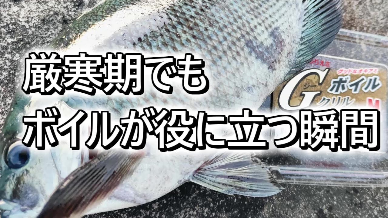 地磯のフカセ釣り　低水温でもボイルオキアミが役に立つ瞬間
