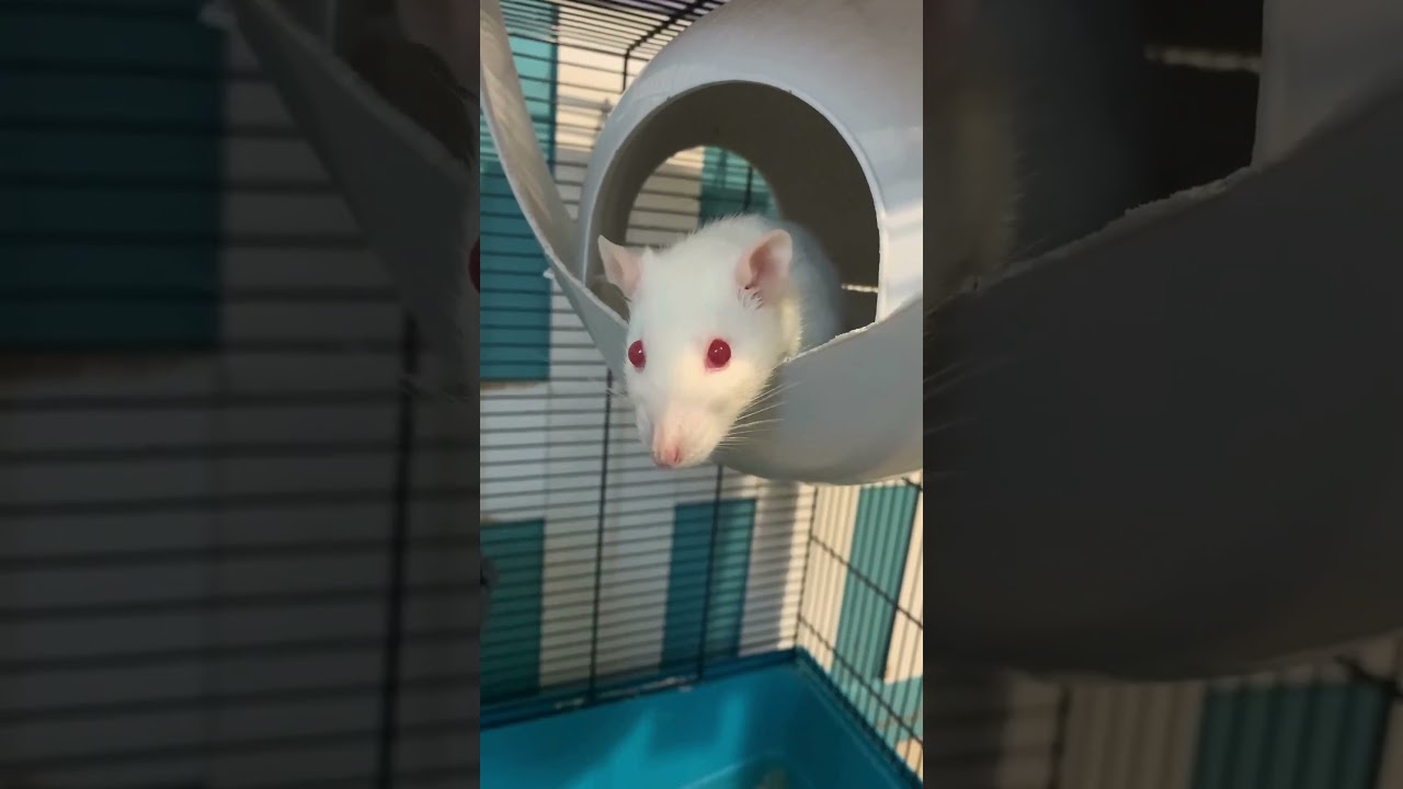 R&eacute;habilitation de 47 rats de laboratoire - Association GRAAL
