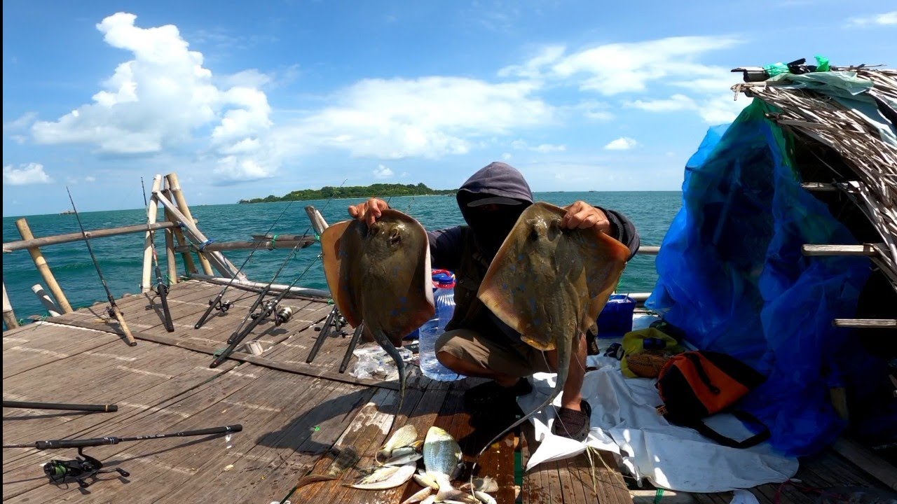Terbukti Racun !  Mancing di bagan pakai umpan cumi hidup di hajar ikan besar !