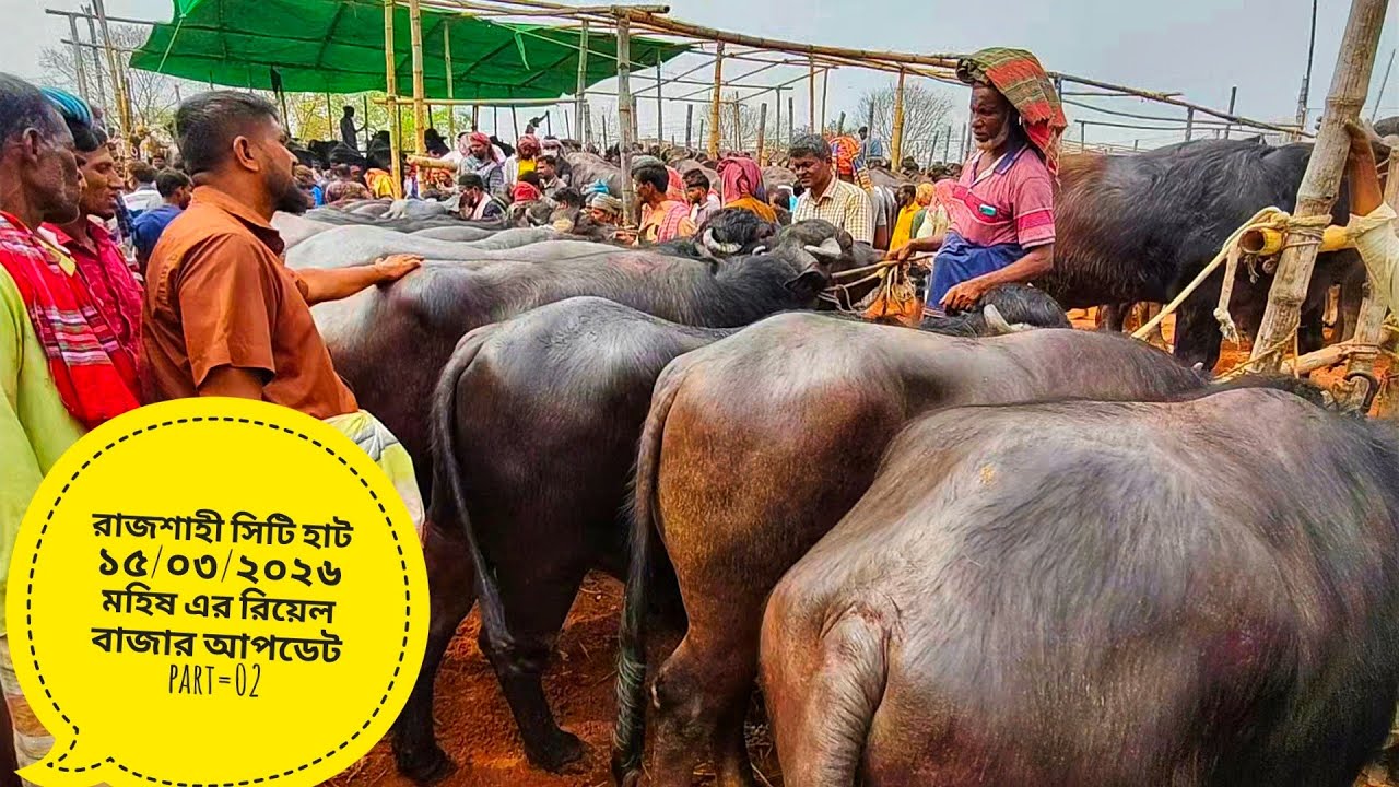 রাজশাহী সিটি হাট ১৫/০৩/২০২৬ মহিষের রিয়েল বাজার আপডেট part=02