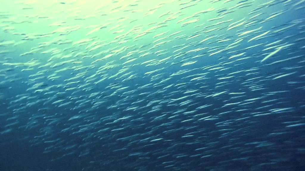 We Are Serenades - Oceans [Official Video]