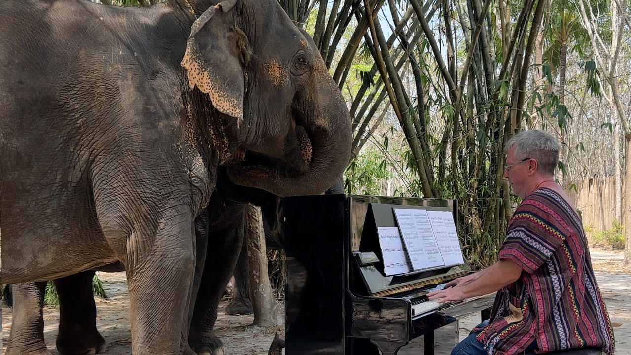 Elephants Sing to Beethoven on Piano