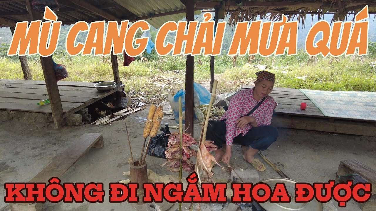 Lên Mù Cang Chải Ngày Mưa Không Được Ngắm Hoa Tớ Dày.