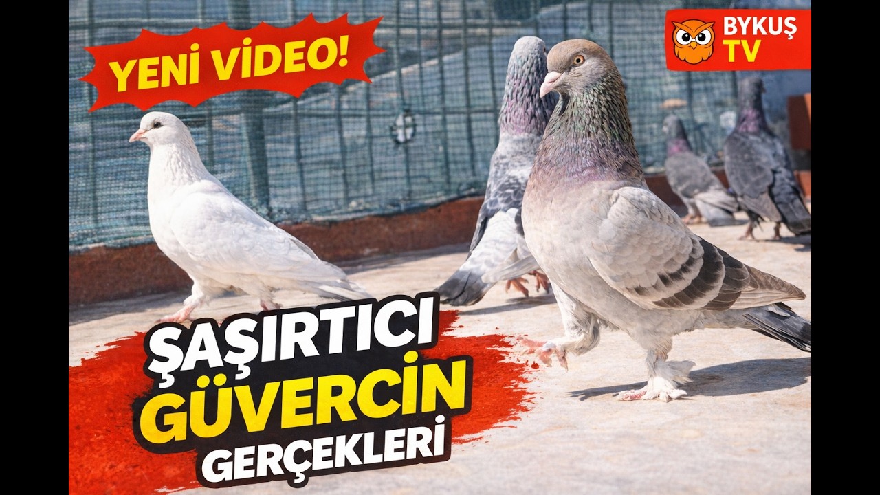 «Братство и страсть к голубям: Осман и Юксель Акбаш»