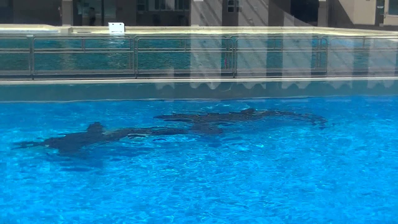 Orkid, Keet and Nakai - Right back pool - SeaWorld San Diego