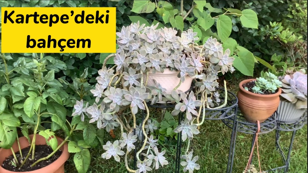 İzmit Kartepe’de balkonum ve bahçem #sukulent  #succulents  #vlog  #cactus  #kaktüs  #bahçe #keşfet