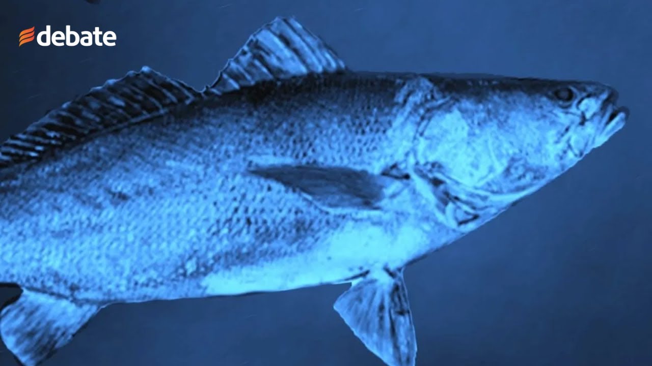 ¿Qué es el pez totoaba y cómo se relaciona con la posible extinción de la vaquita marina?