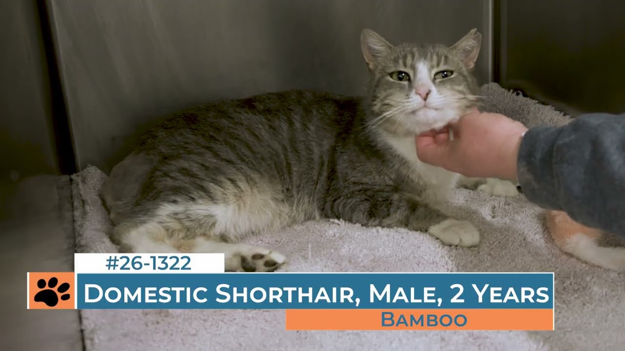 Bamboo - 261322