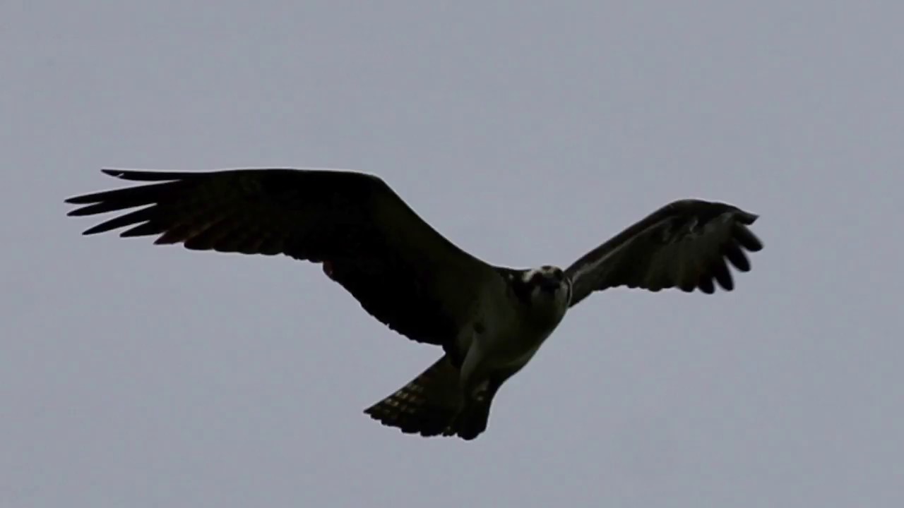 1 Minute Osprey In Flight