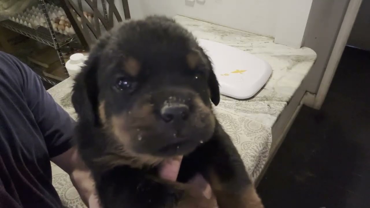 Ula's pups are 4 weeks old!  Weights and deworm.  We still have 2 females available! 352-697-0799