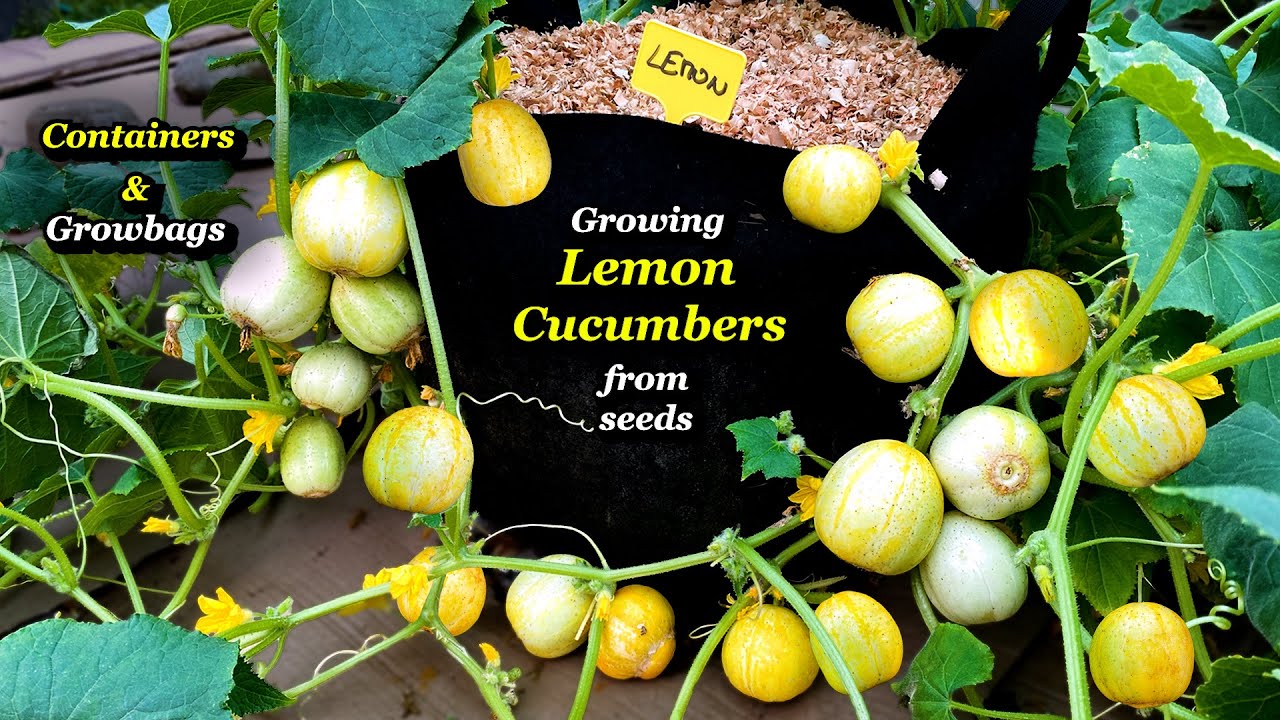 Growing Lemon Cucumbers from Seed to Harvest - Step by Step (Containers & Growbags)